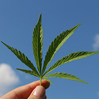 Cannabis3